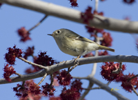 Ruby crowned Kinglet 3440